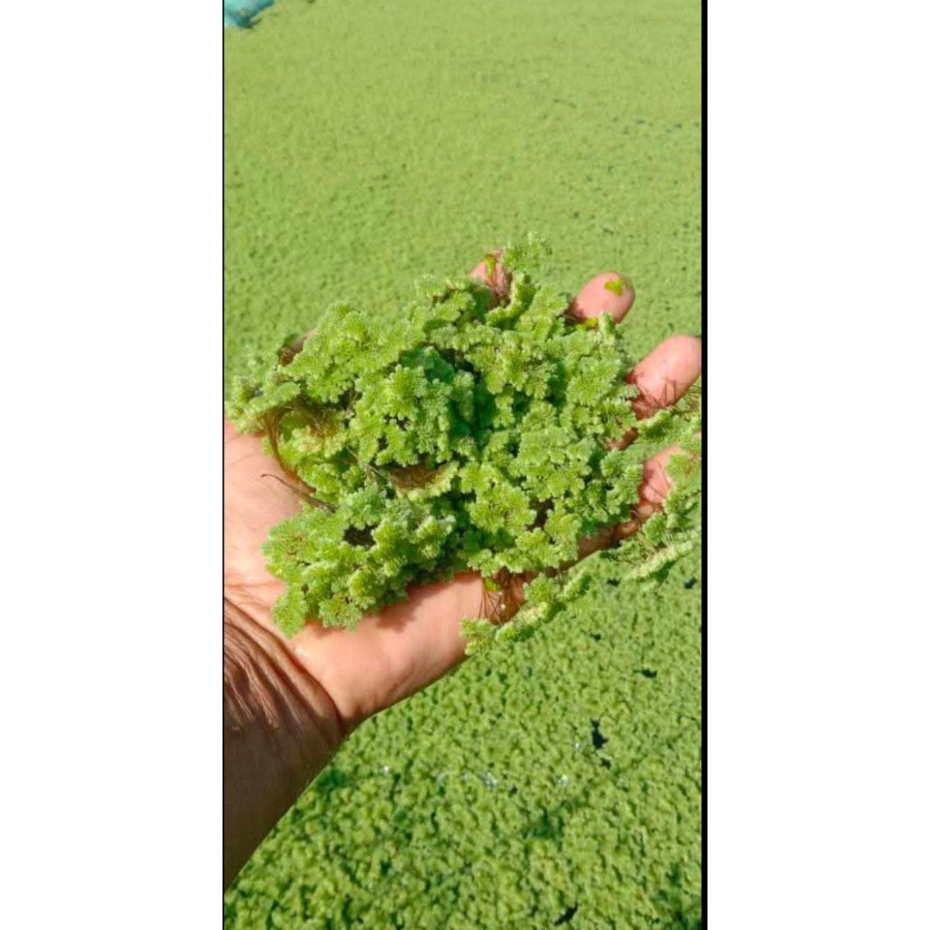 Produk Azolla Jawa timur99 | Shopee Indonesia