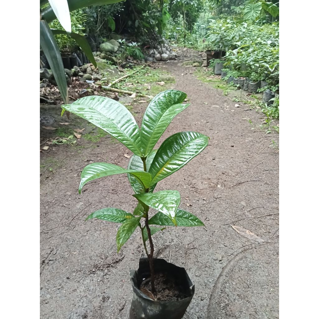 Jual Bibit Buah Kupa - Tanaman Pohon Gowok - Buah Kaliasem Pasui ...