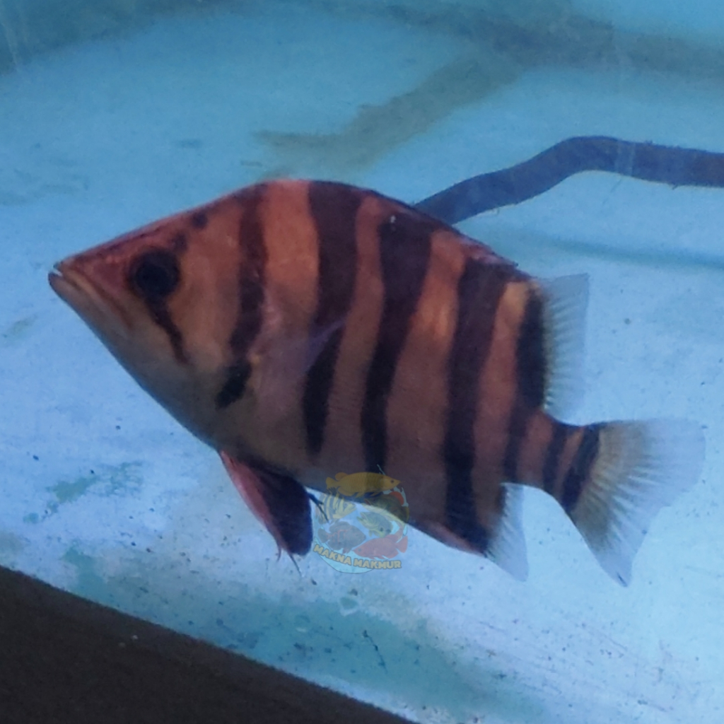 Jual datz tiger sum simet berbagai ukuran 8 - 20cm | Shopee Indonesia