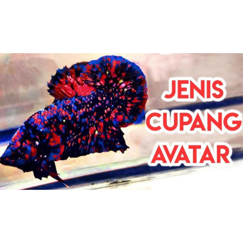 Jual avatar copper dewasa jantan. AVATAR GORDON .male avatar copper ...