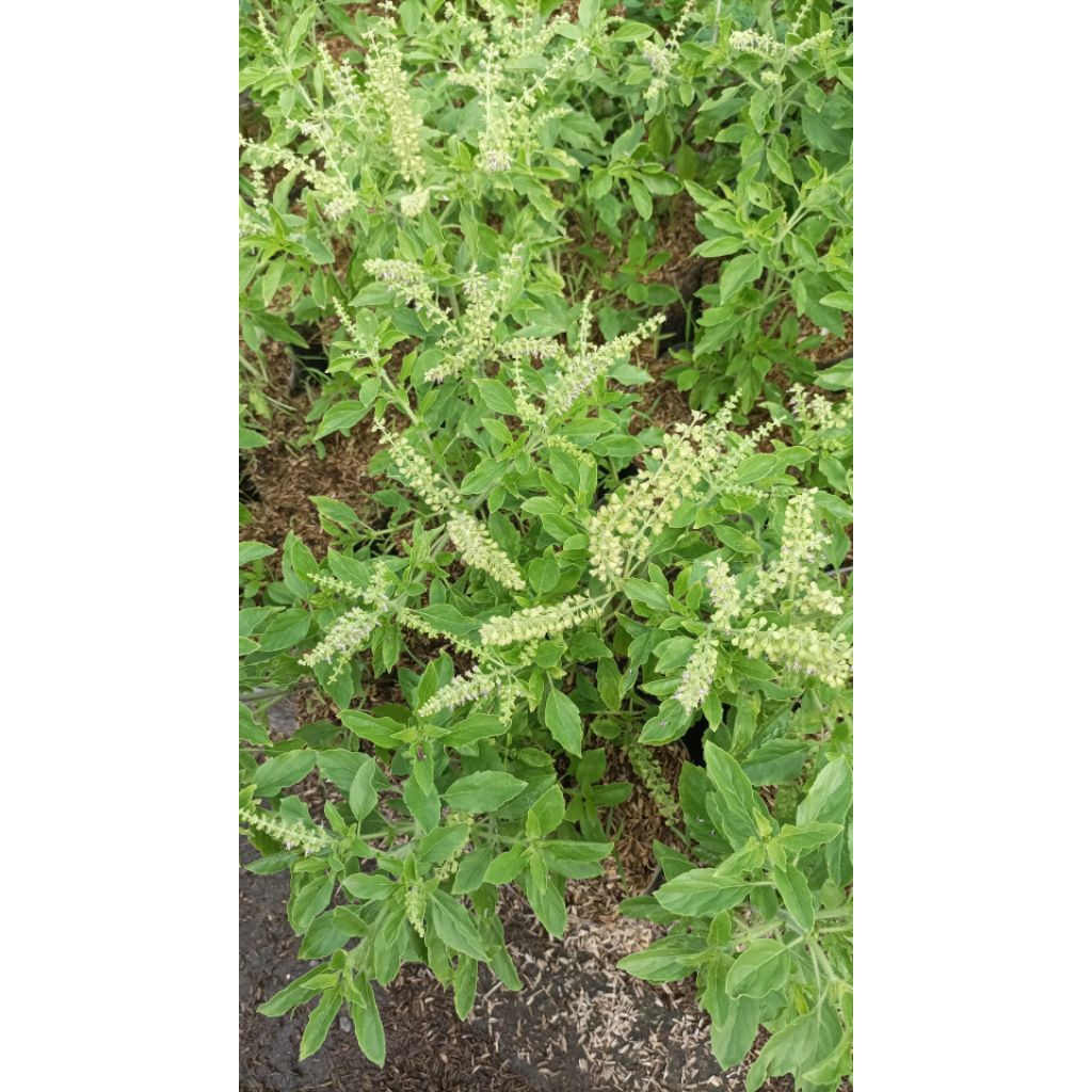 Jual tanaman ruku ruku holy basil (kemangi Padang) | Shopee Indonesia