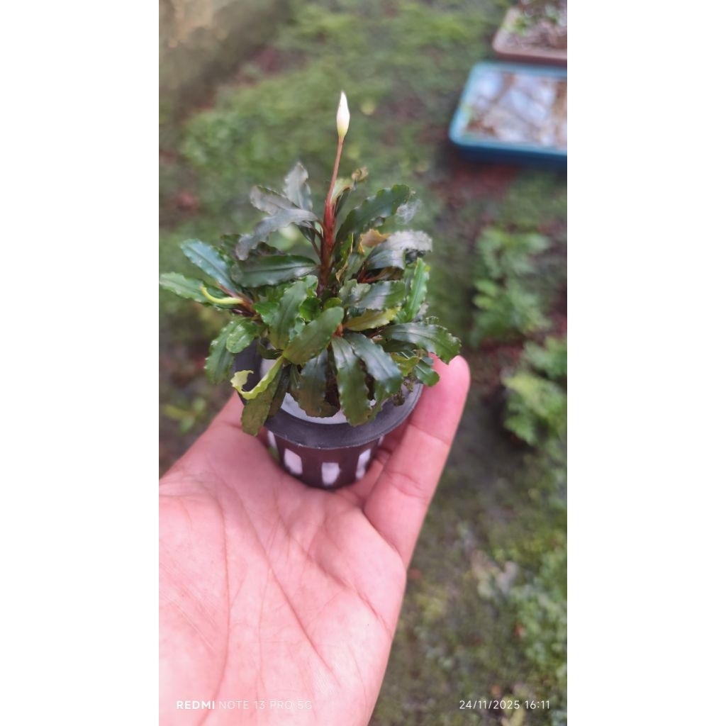 buce palandra velvet on pot hidroponik dekorasi aquarium