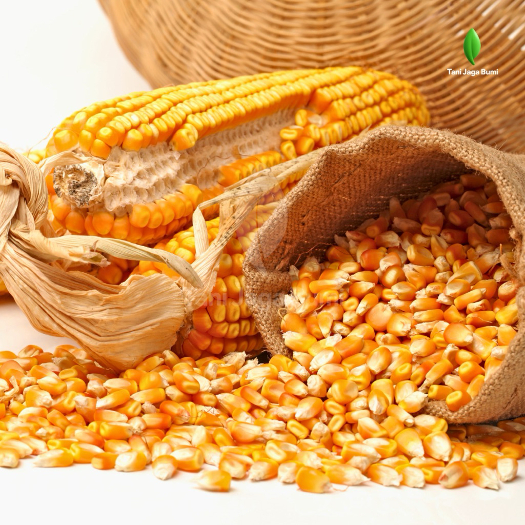 Jual Jagung Pipil Kering Premium Pakan Ternak | Rendah Kadar Air ...