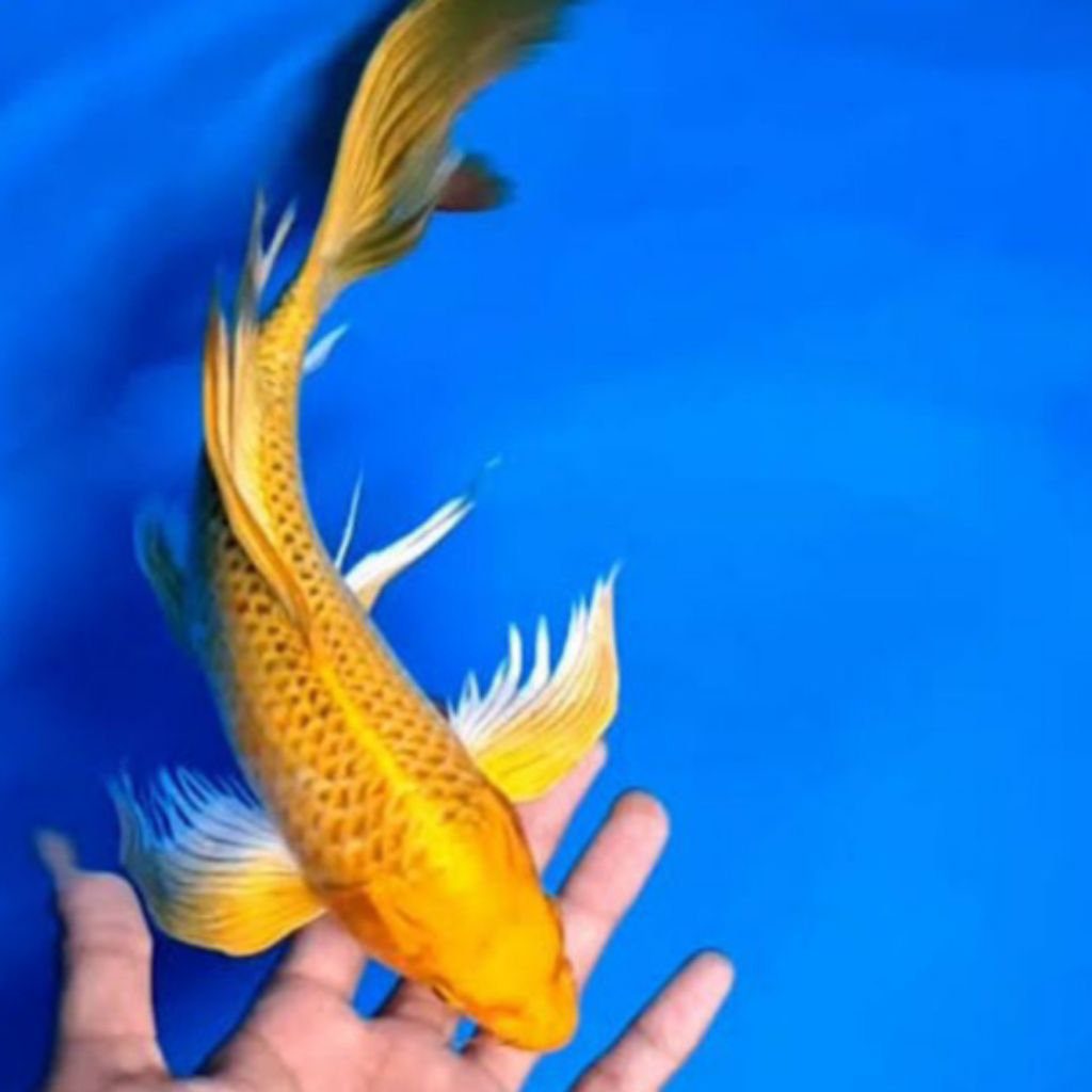 Jual Paket koi ogon slayer kuning kumpay 9-11cm hiasan aquarium cantik ...