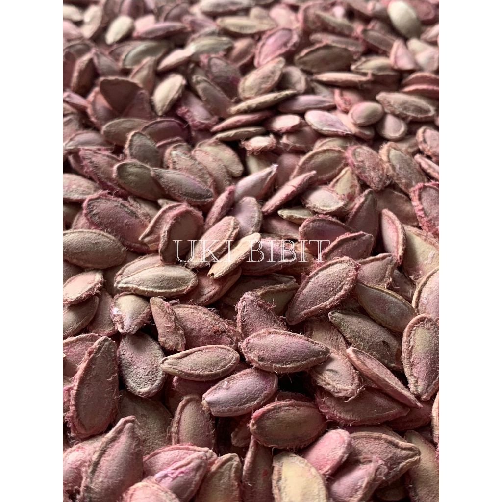 Jual ( 1 Kg ) Benih Biji Labu Parang | Labu kuning | Waluh Besar ...