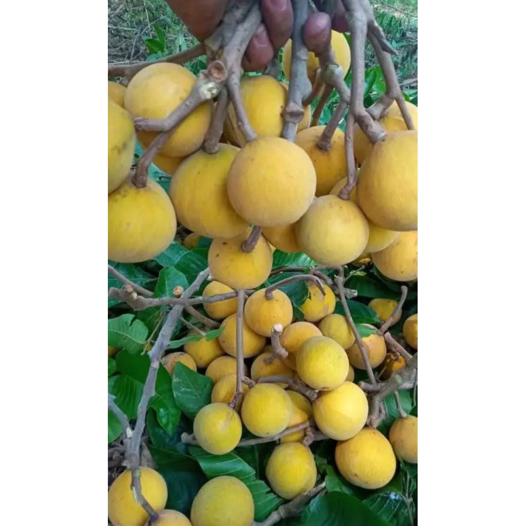Jual 1kg buah kecapi daun / buah jadul buah legen rasa manis segar ...