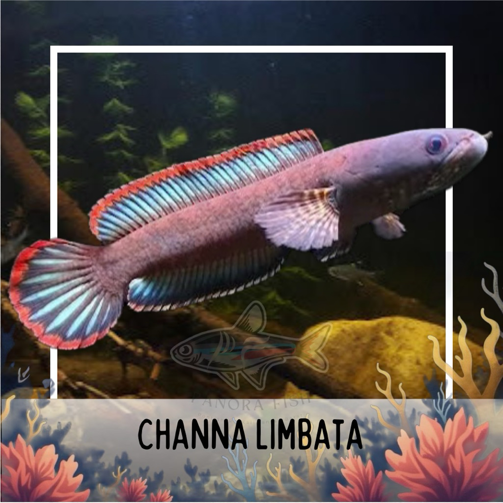 Jual perlengkapan aquarium channa limbata grade A | Shopee Indonesia