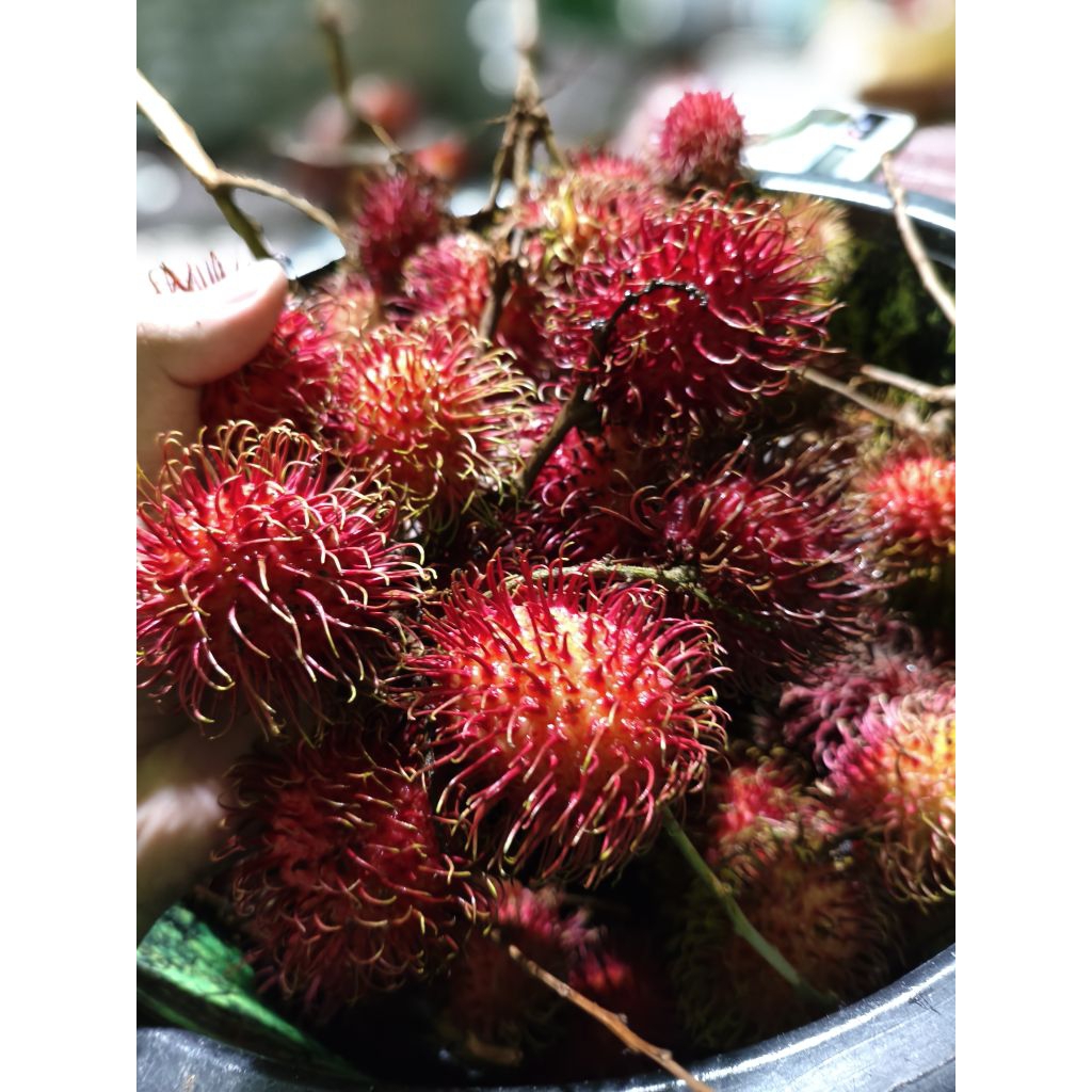 Jual RAMBUTAN BINJAI MUANISS MURAHH 1KG | Shopee Indonesia