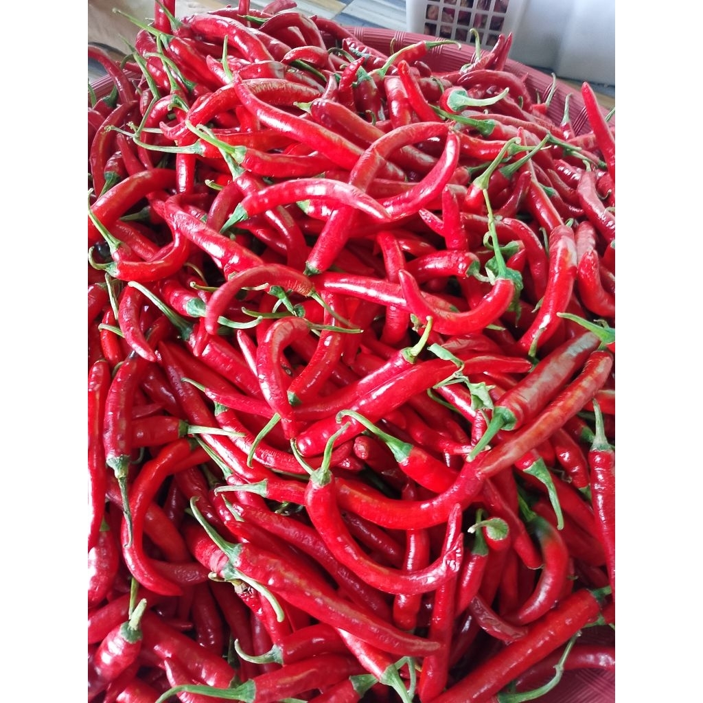 Jual Cabe Merah Besar Segar 1kg/500 gram- Tinggi Vitamin, Antioksidan ...
