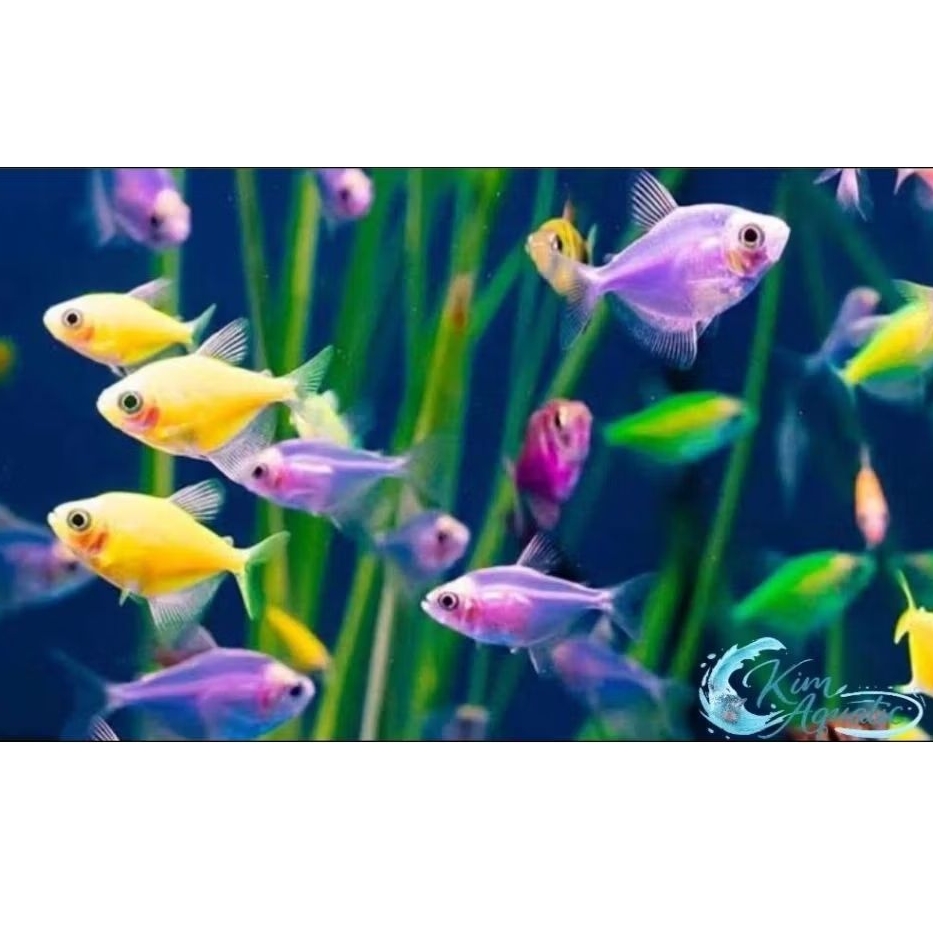 Jual Ikan hias Glowfish Tetra size SM-M, Bonus + Ikan/Pakan | Shopee ...