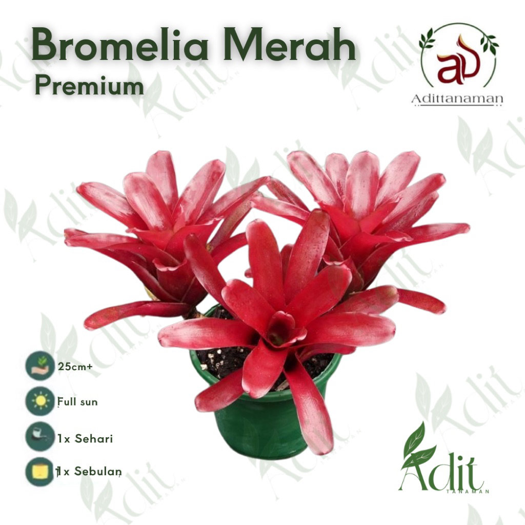 ( mp 2 ) Tanaman Hias Bromelia Merah Mini / Bunga Hias Bromeliad Merah / Tanaman Indoor Outdoor Bromellia / Tanaman Hidup Bunga Bromelya