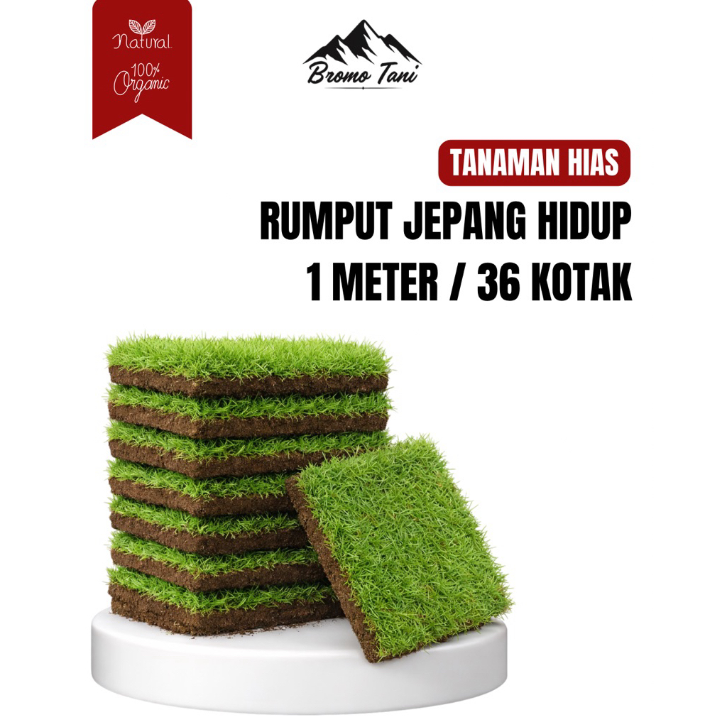 Jual BROMO TANI Rumput Jepang Hidup 1 Meter Isi 36 Kotak / Rumput Hias ...