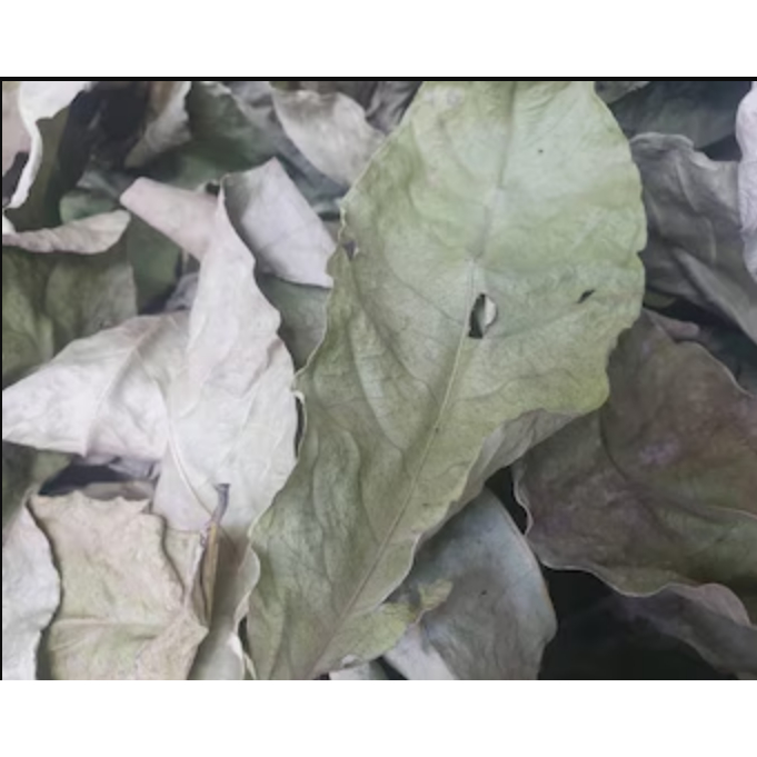Daun ketepeng cina kering / daun gelinggang kering obat herbal alami untuk kesehatan