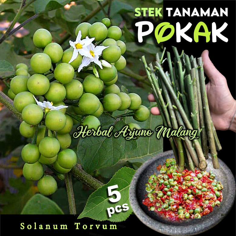 Jual Pokak Takokak Stek Batang Tanaman Pohon Buah Cepokan Cepokak ...