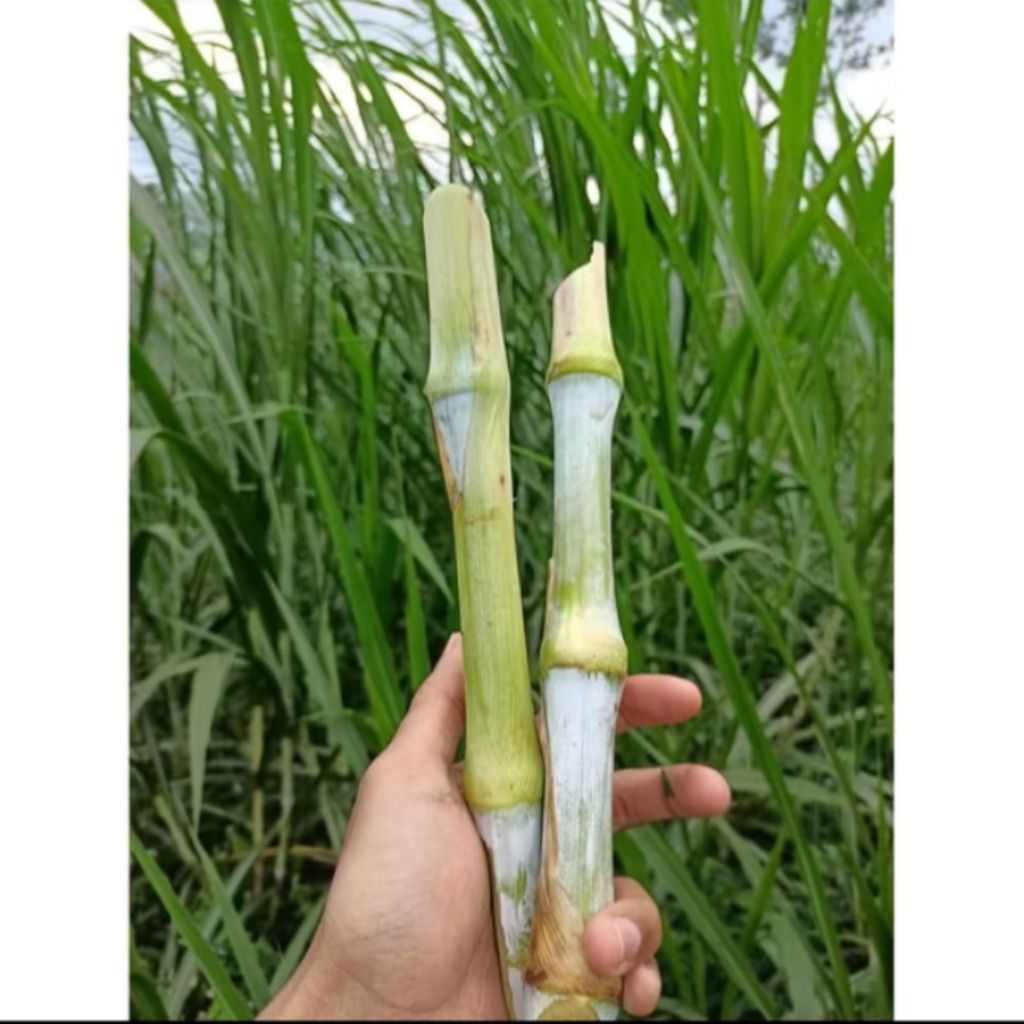 Jual Bibit Rumput Pakchong 1 KG - Pakan Ternak Tinggi Protein | Shopee ...