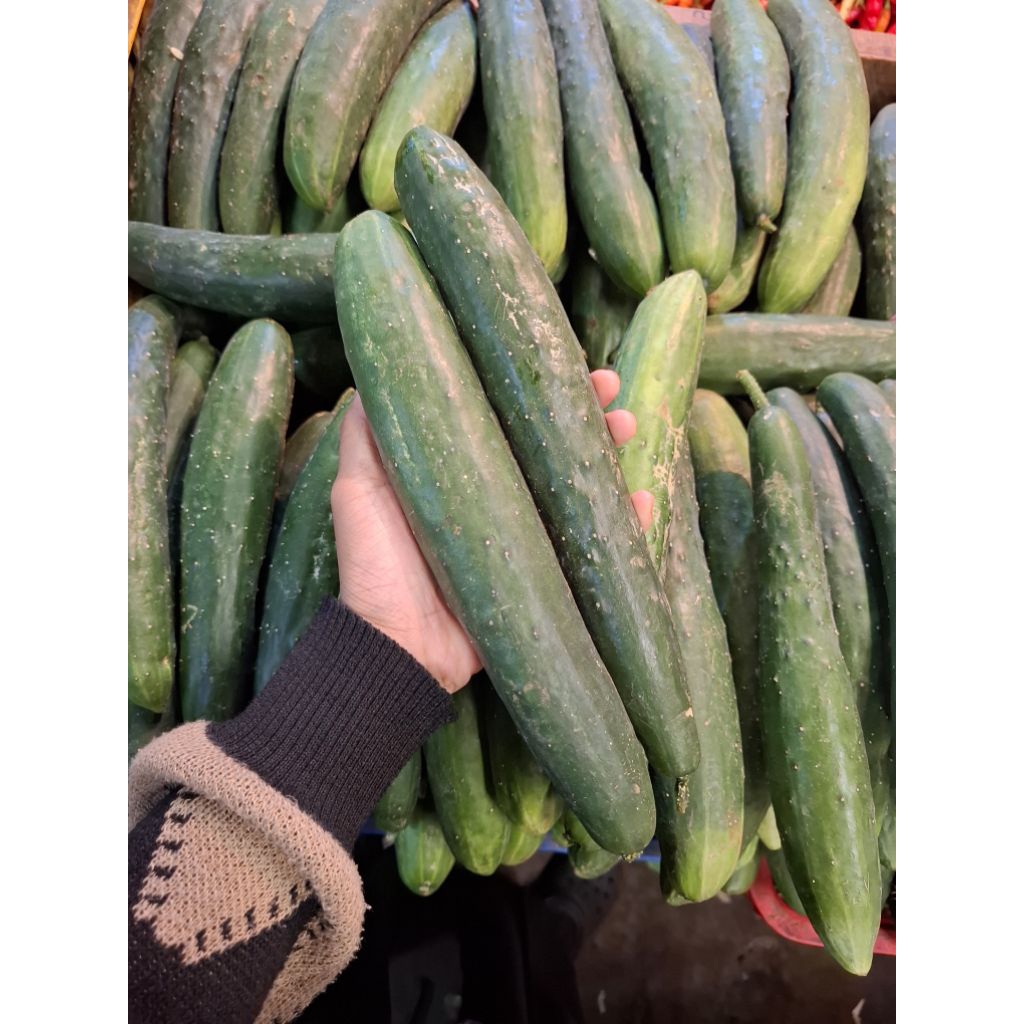 Jual Timun Kyuri Jepang Segar 1kg - Japanese Cucumber Fresh 1 kg ...