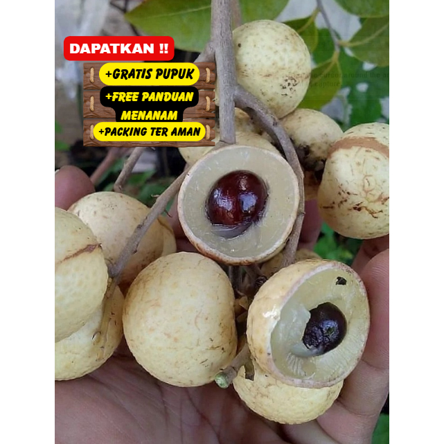 Bibit / Pohon Kelengkeng Matalada Super Unggulan Cepat Berbuah / Sudah Berbunga