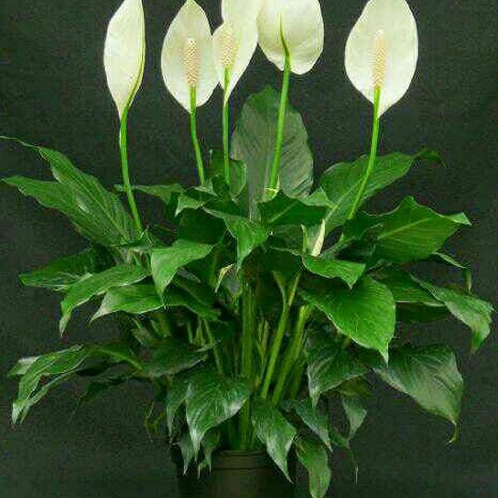 Jual Bunga Lili Putih Terlengkap & Harga Terbaru Oktober 2026 | Shopee ...