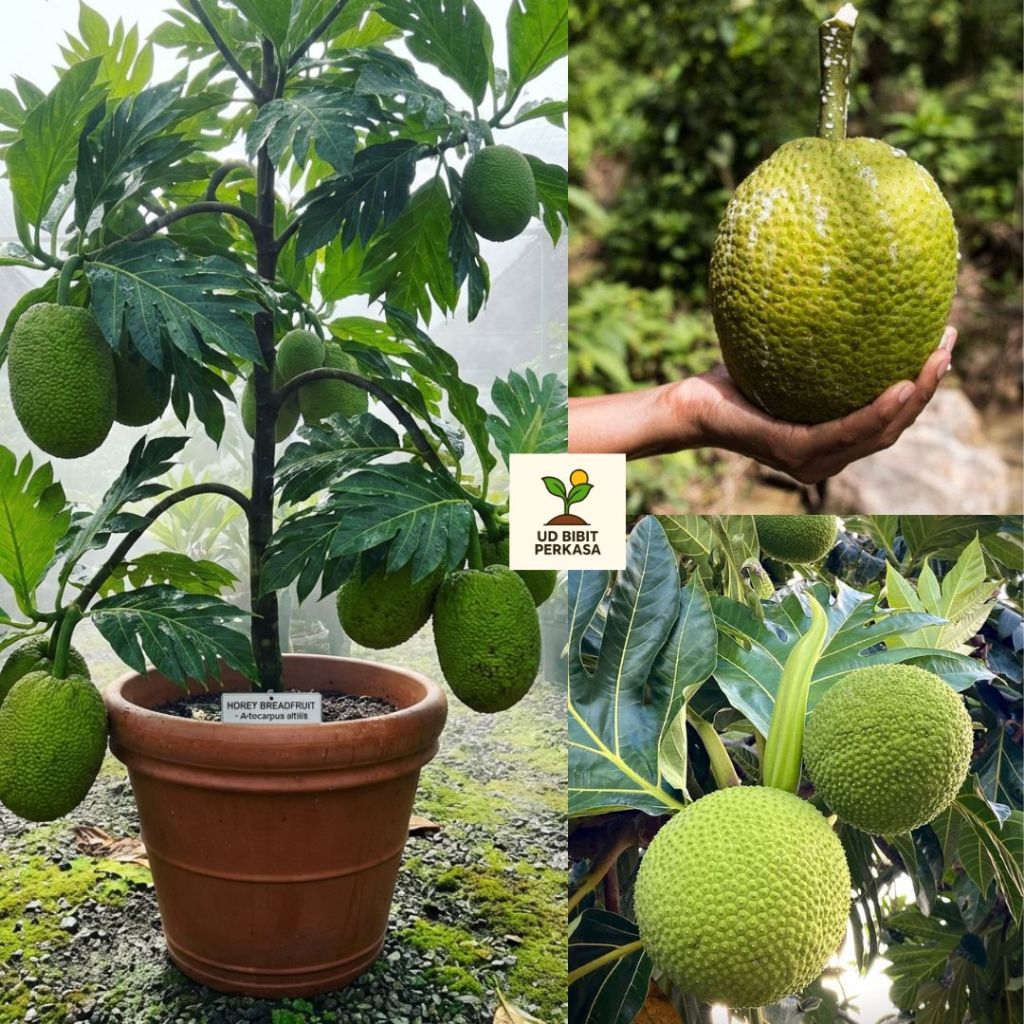 Bibit Sukun Mentega