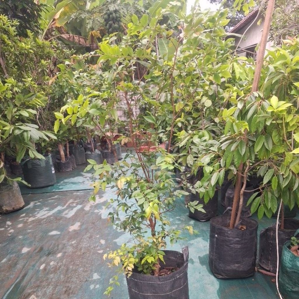 Jual anggur pohon freco planterbag sudah berbuah | Shopee Indonesia