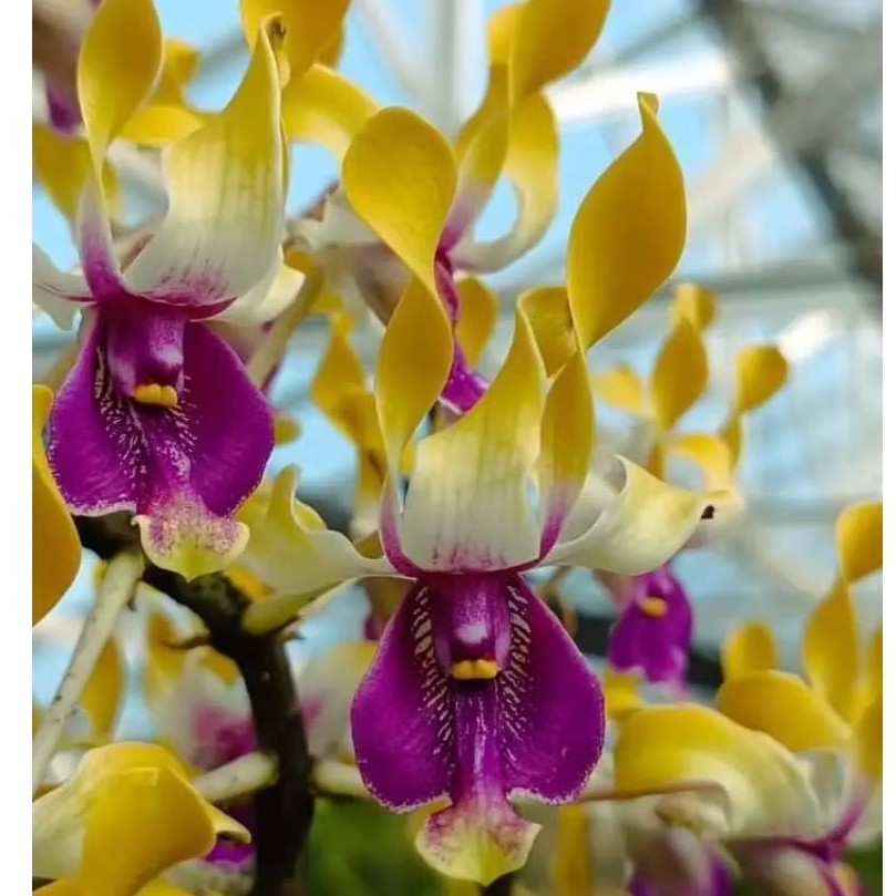 Jual Bibit Botolan Dendrobium Budiono Lamtoro | Shopee Indonesia
