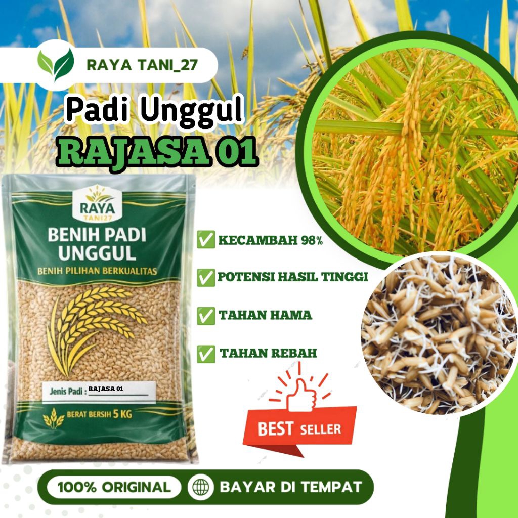 Jual Benih padi bibit padi unggul Rajasa 01 asli kemasan 5kg kualitas ...