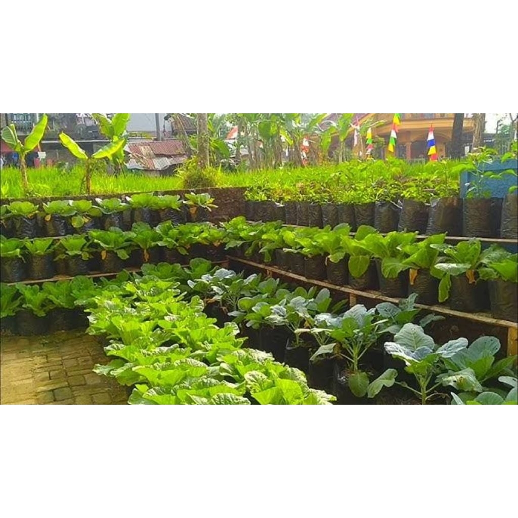 Jual YON FRAM Benih Bayam Raja Daun Lebar Bayam Petik Kemasan Sachet ...