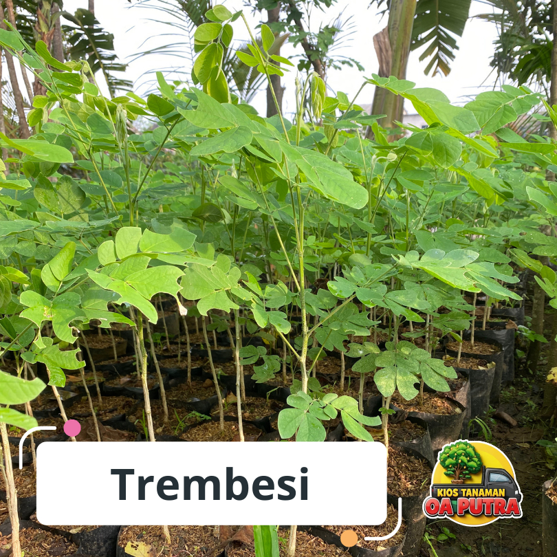 Jual Pohon Trembesi Terlengkap & Harga Terbaru Agustus 2026 | Shopee ...