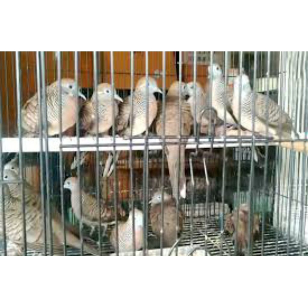 Jual Burung Perkutut Lokal Tuban /COD | Shopee Indonesia