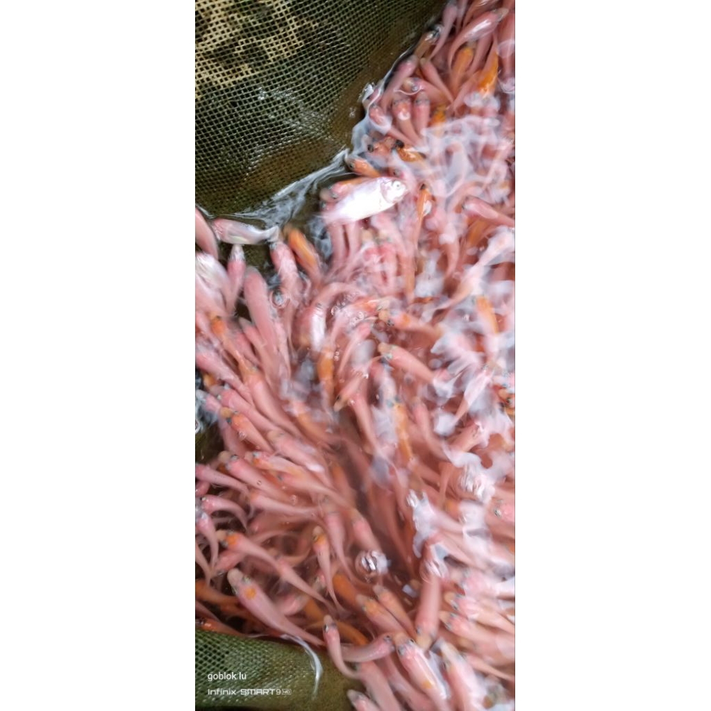 Produk Rizky fish | Shopee Indonesia