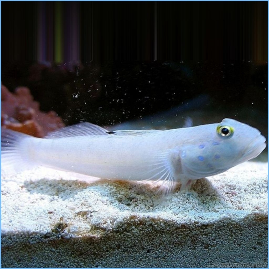 Jual ikan hias laut jabing pasir pembersih pasir di aquarium laut ...