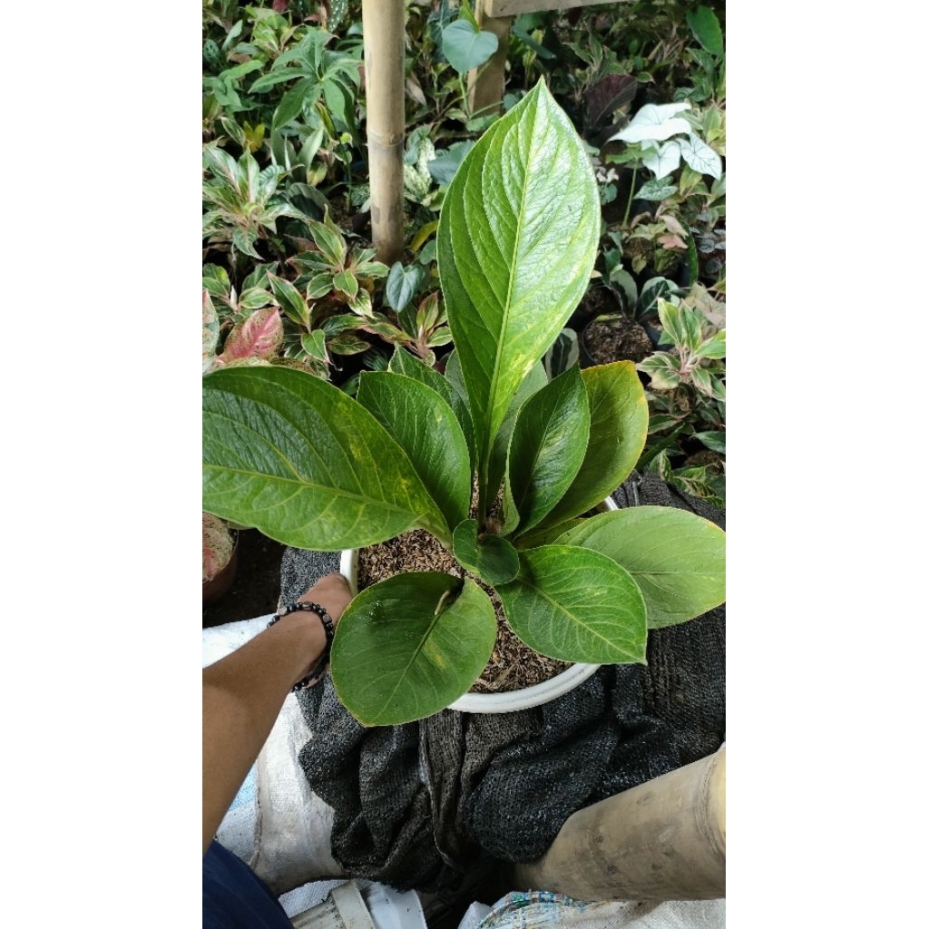 luftreinigende pflanzen bogenhanf Bogenhanf Sansevieria  Luftreinigende Zimmerpflanze 17 cm