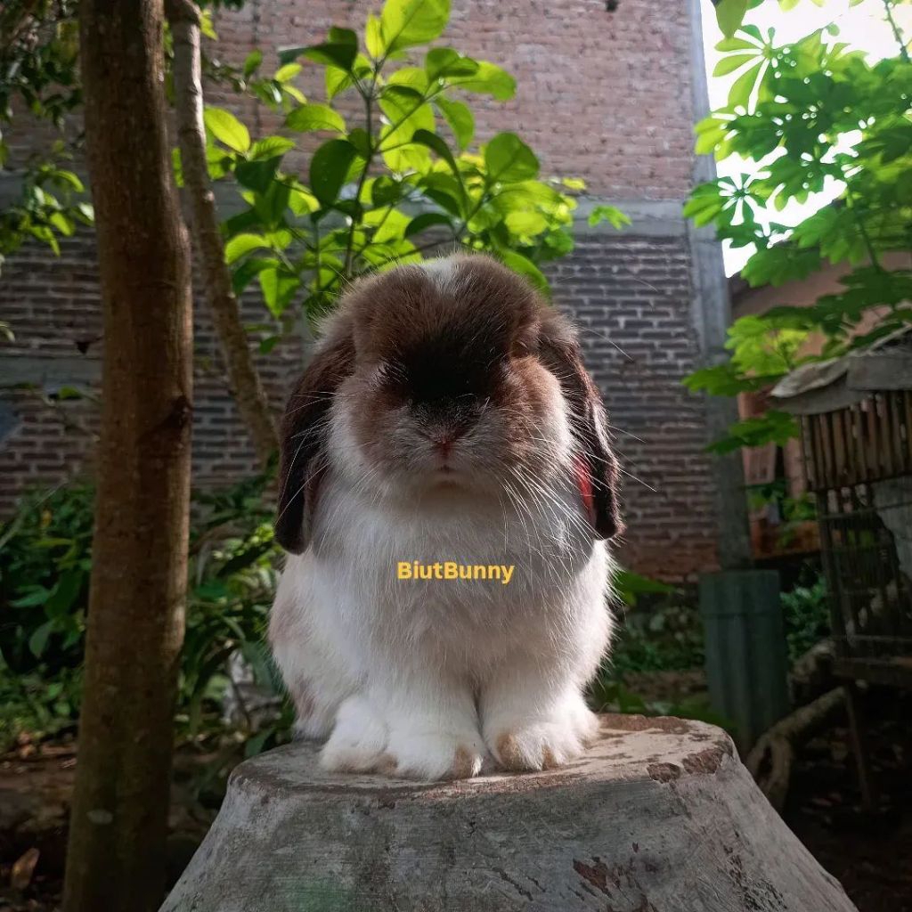 Jual Kelinci Hias Holland Lop Jantan broken sable | Shopee Indonesia