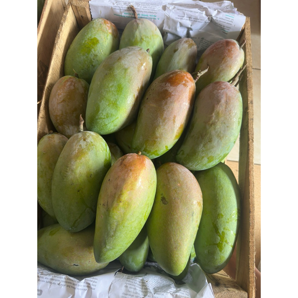Jual Mangga Kiojay Terlengkap & Harga Terbaru Juni 2026 | Shopee Indonesia