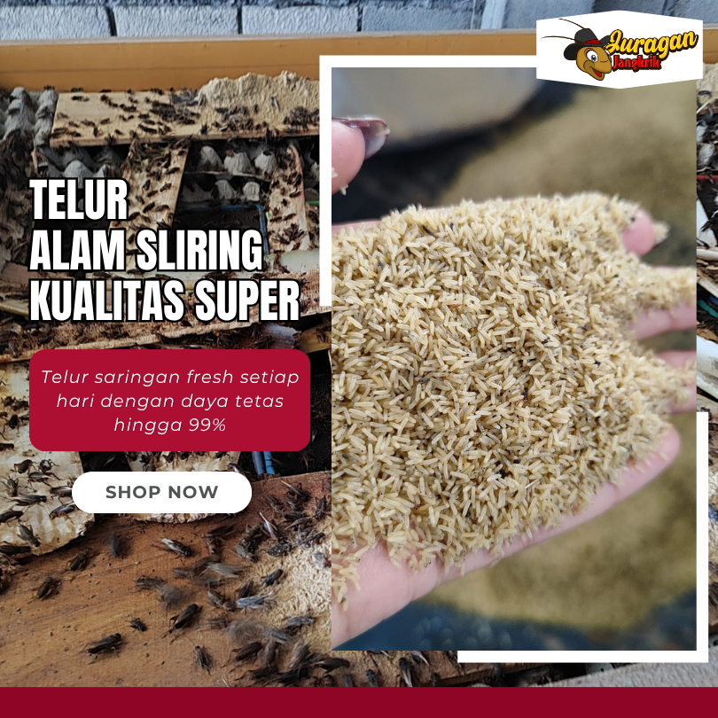 Jual 300GRAM TELUR JANGKRIK UNGGUL 100% SIAP TETAS JENIS ALAM CLIRING ...