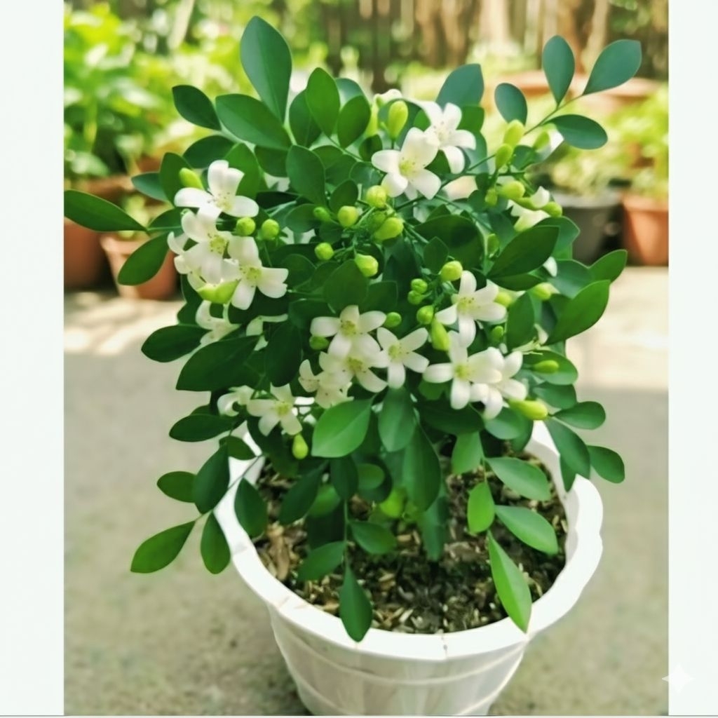 Jual Tanaman Hias Bibit Bunga Kemuning - Pohon Kemuning Wangi Harum ...
