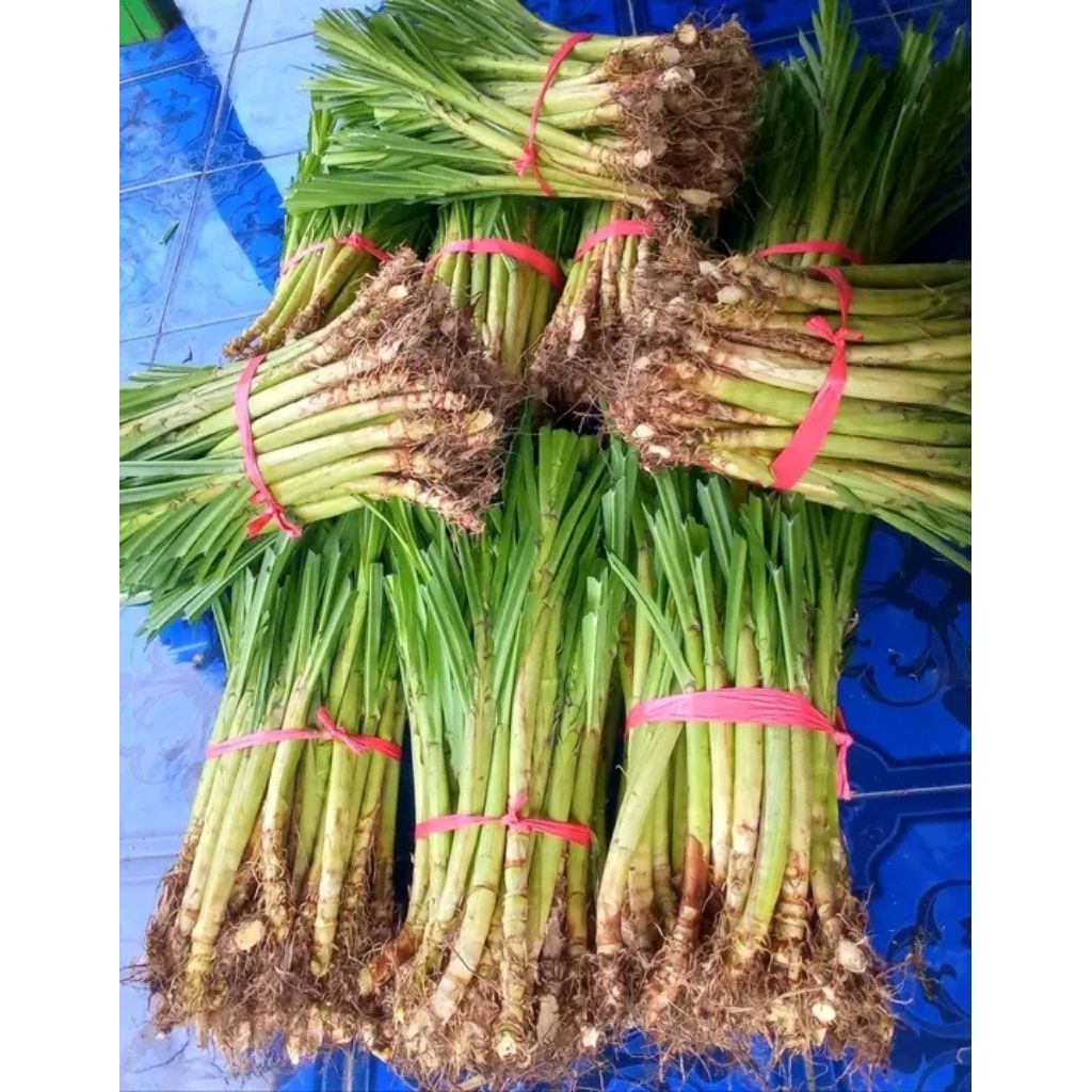 Jual BIBIT RUMPUT ODOT PAKAN TERNAK 1 IKAT ISI 50 PCS | Shopee Indonesia