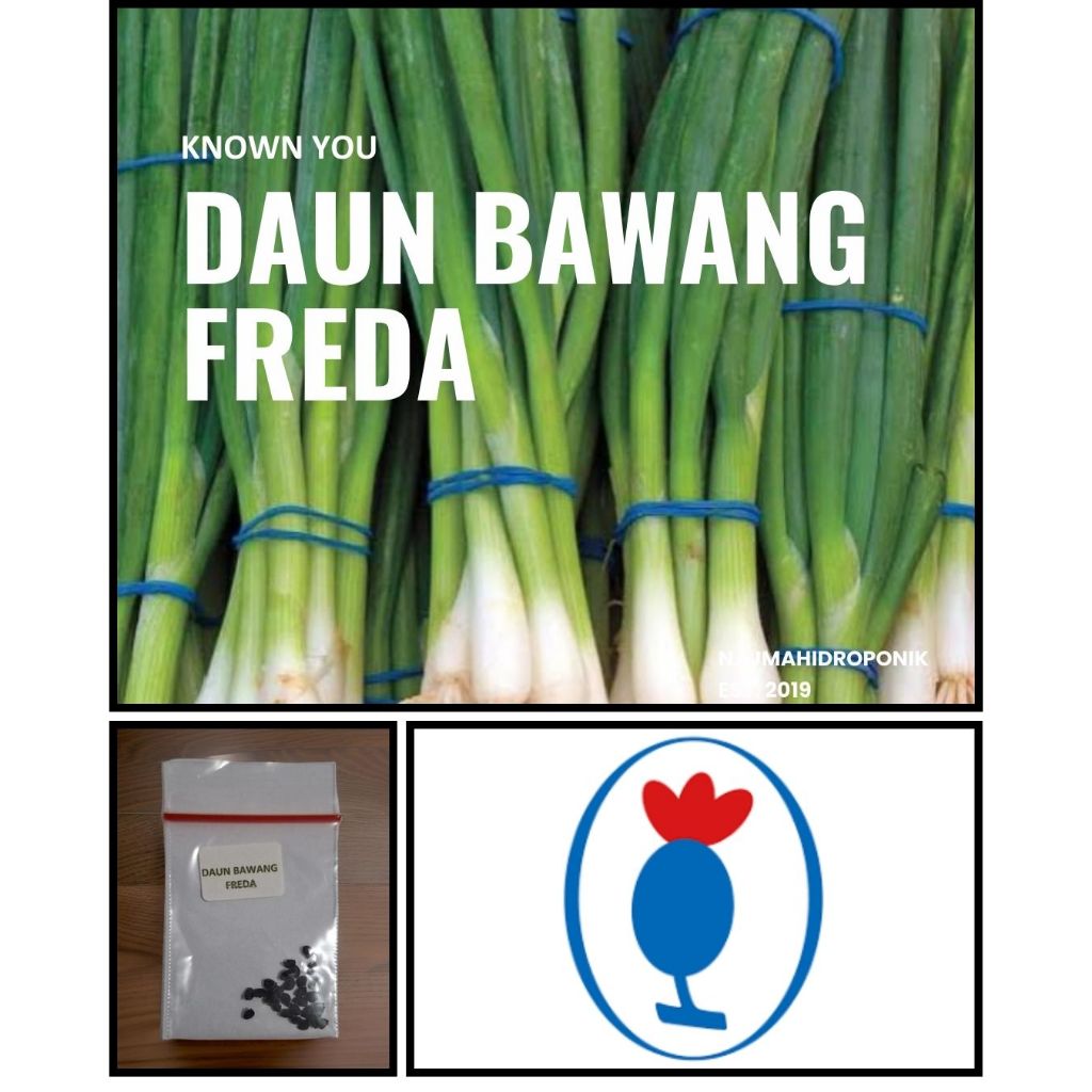 25 Butir Benih Sayuran Daun Bawang Freda Repacking (Known You)