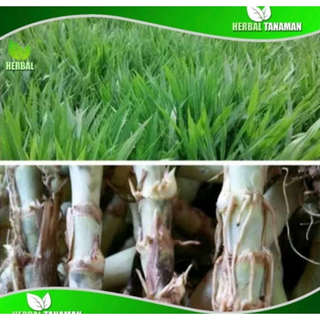 Jual 5 kg bibit rumput odot untuk pakan ternak | Shopee Indonesia