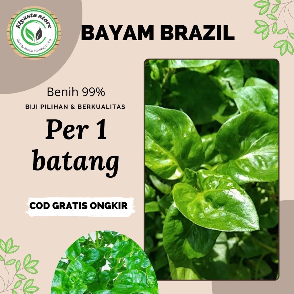 Jual Bibit benih Stek Bayam Brazil bayam lalap | Shopee Indonesia
