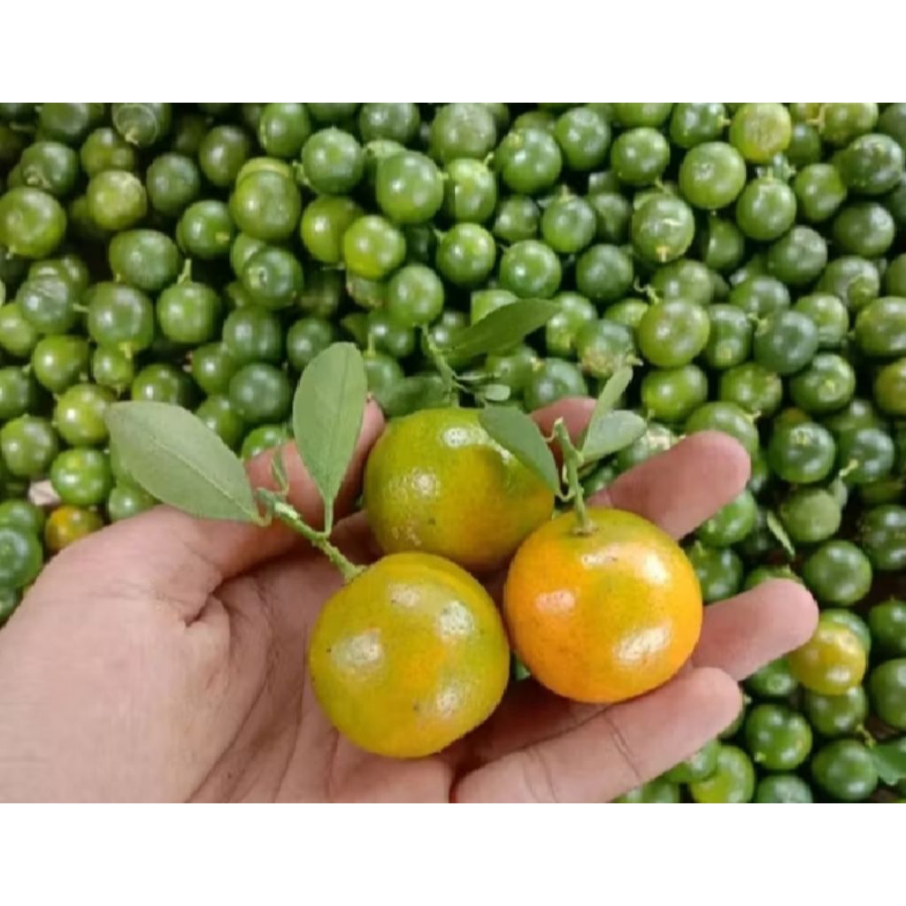 Jual 1 KG SONKIT / JERUK KASTURI / KALAMANSI / LEMON CUI / JERUK KUNCI ...