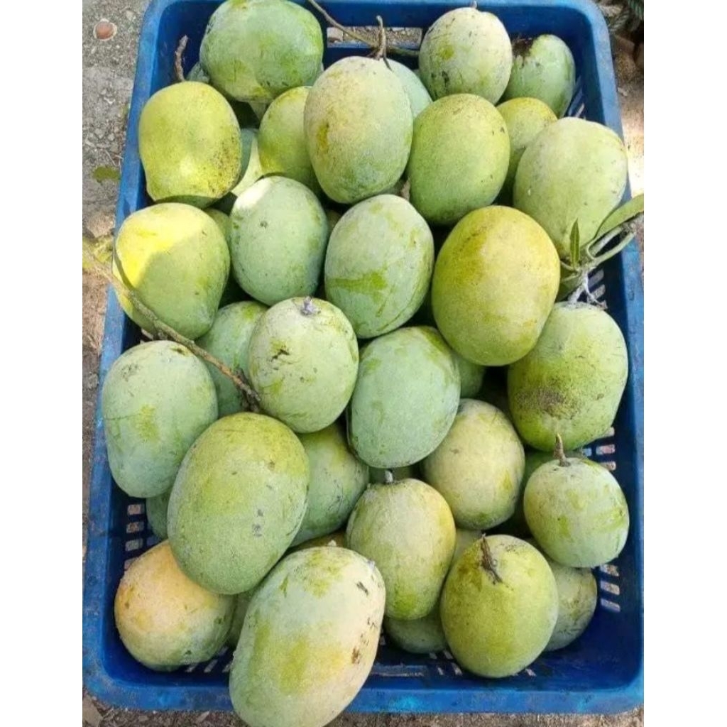 Jual MANGGA CENGKIR 5KG INDRAMAYU | Shopee Indonesia