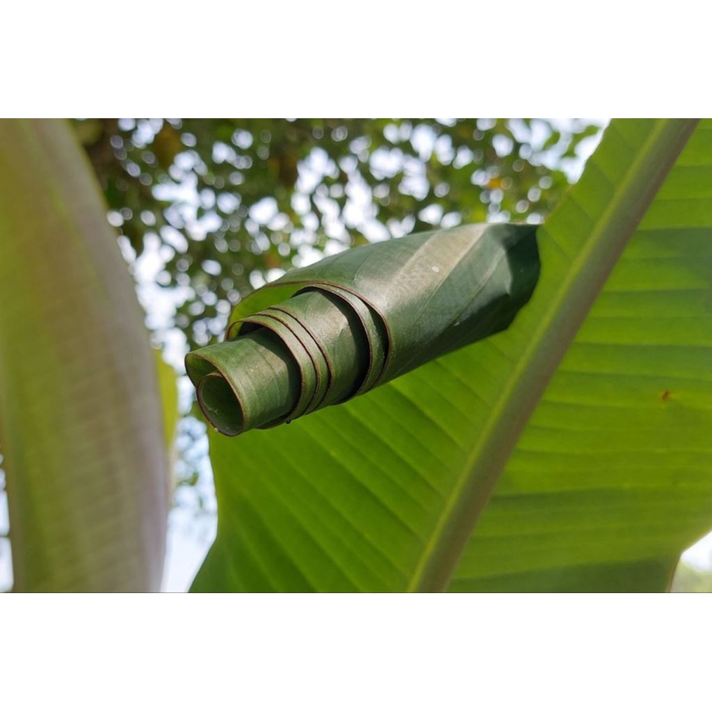 Jual Entung Pohon Pisang Asli langsung dari alam | Shopee Indonesia