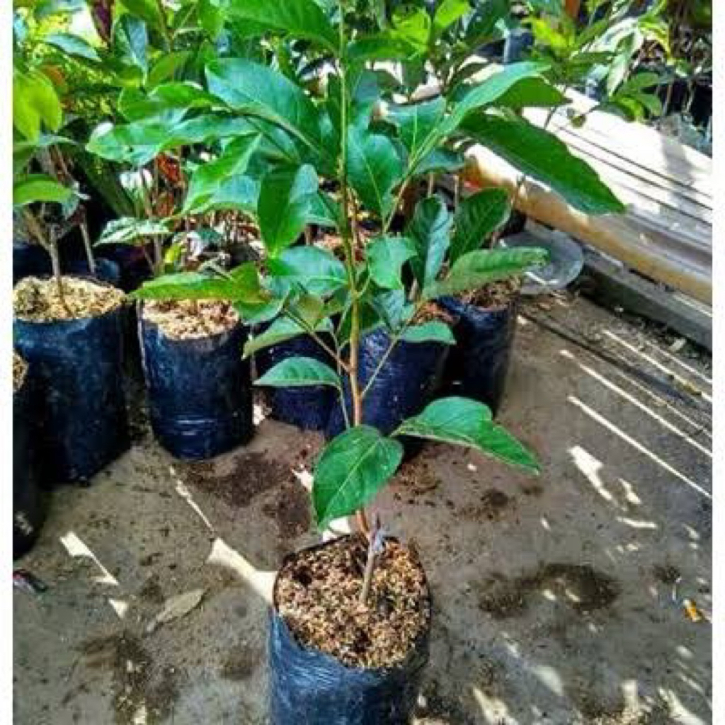 Jual bibit rambutan jenis rapia,binjay,hasi okulasi pohon tinggi siap ...