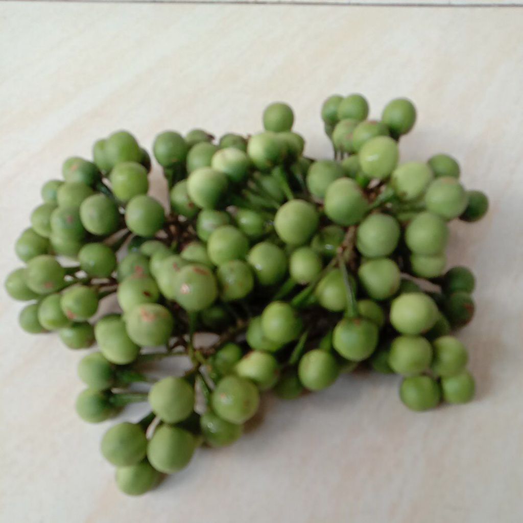 Jual 1 kg Buah Takokak Segar Petik Langsung Kirim, Organik Buah rimbang ...