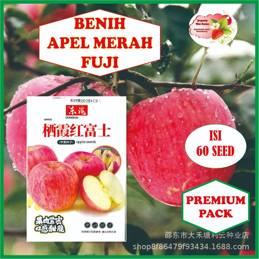 BENIH BUAH APEL FUJI MERAH ISI 60 BIJI