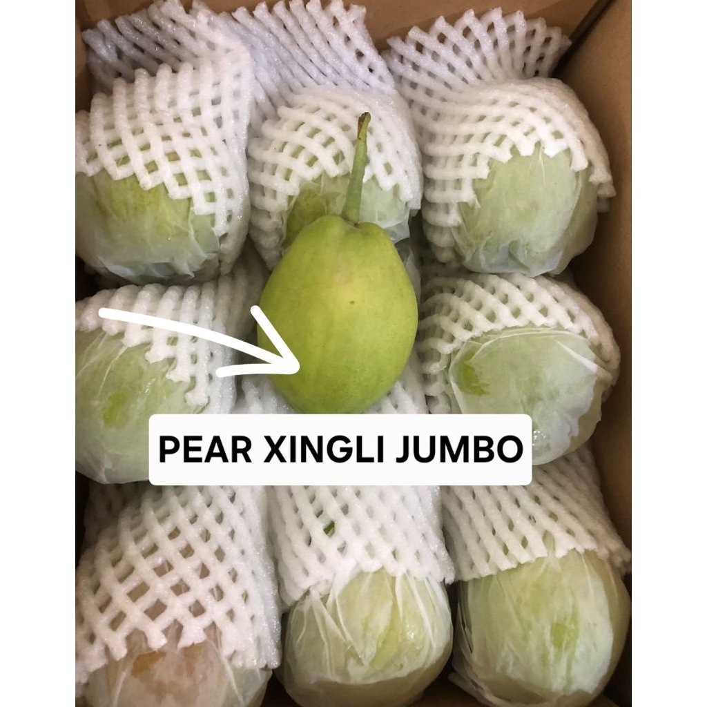 Jual PEAR XIANG LI JUMBO MANIS 1 KG | Shopee Indonesia