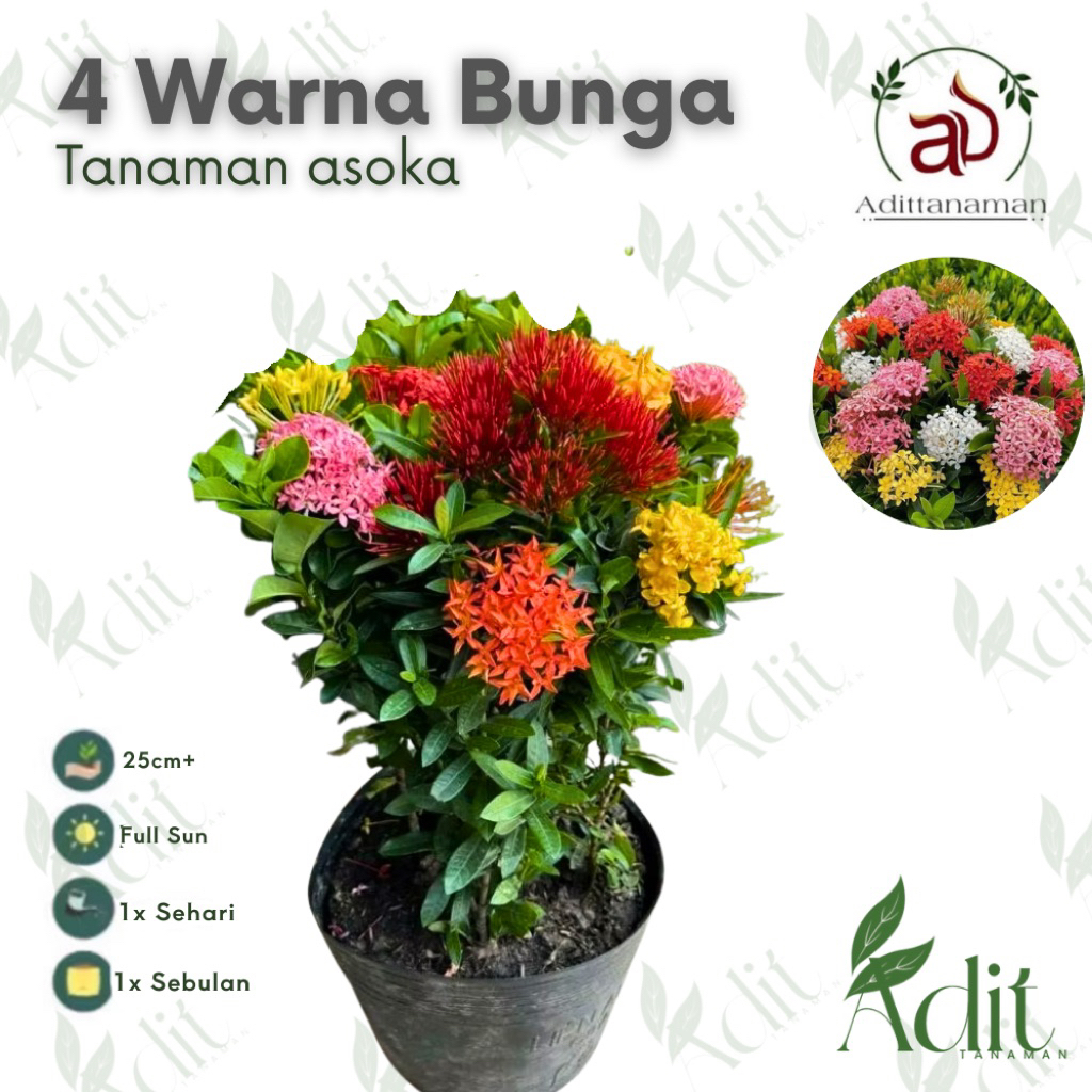 4 WARNA BUNGA Tanaman Hias Asoka Bunga Hias Soka Bunga 4 warna dalam satu pohon / Tanaman Hidup Soka Jambon Putih,pink,kuning,merah Tanaman Indoor Outdoor Bunga Asoka hias bunga