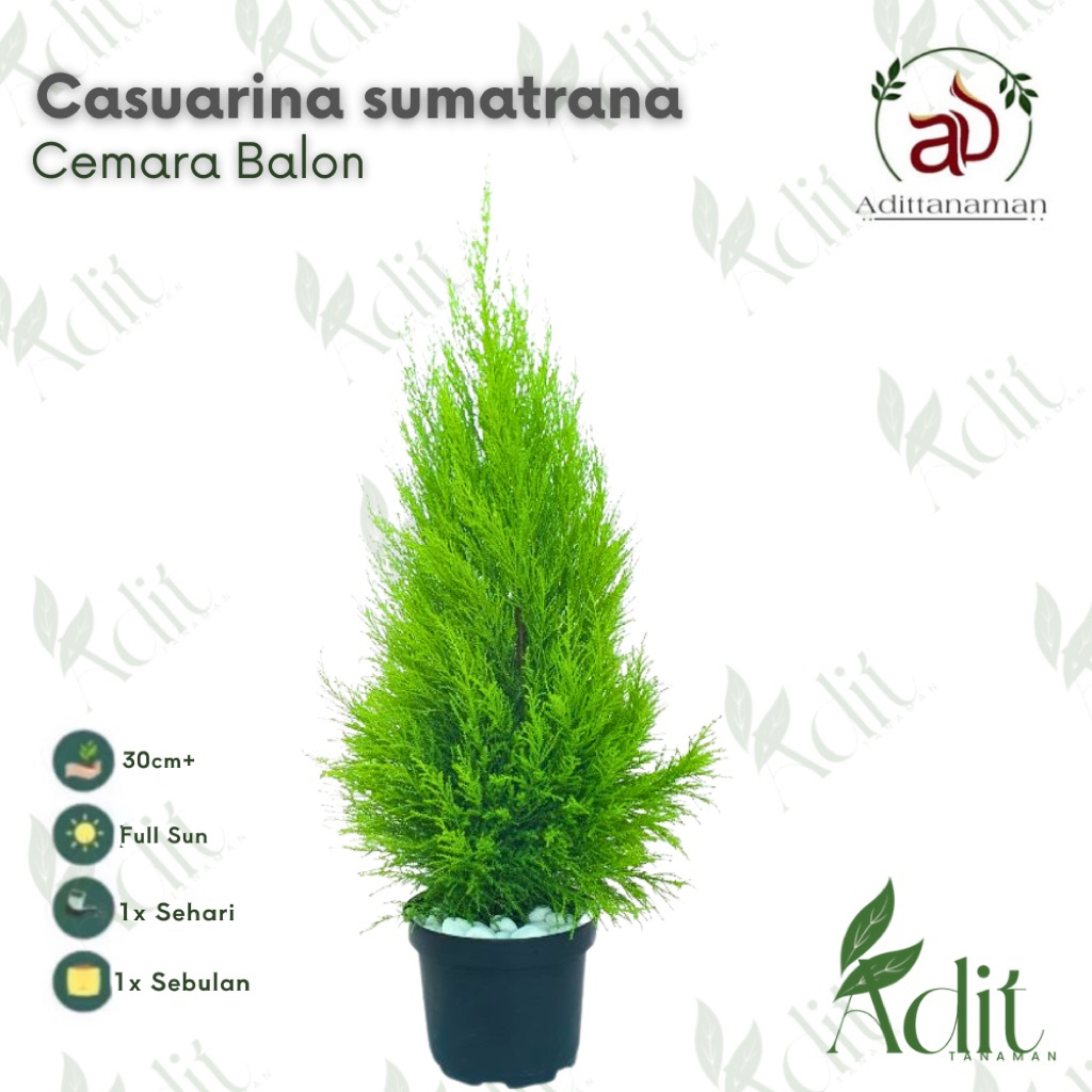 Tanaman Casuarina sumatrana Cemara Balon Tanaman Cemara Balon / Casuarina Nobilis LIMITED Tanaman hias cemara balon