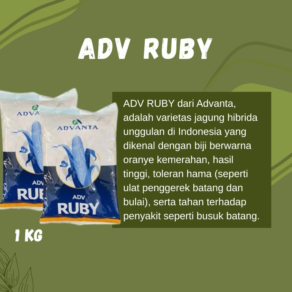 Jual BENIH JAGUNG ADVANTA RUBY 1KG ORIGINAL | Shopee Indonesia